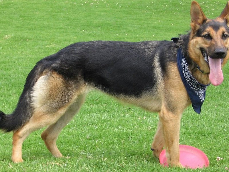 מראהו של הרועה הגרמני