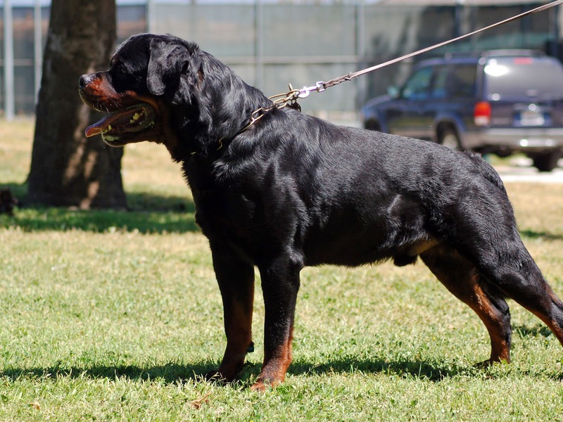 תיאור אופייני של רוטוויילרים