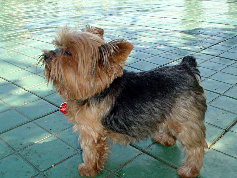 מאפייני יורקשייר טרייר