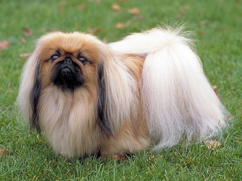 תיאור גזע הכלבים הפקינזי