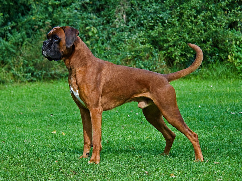 מאפייני כלבי בוקסר גרמניים