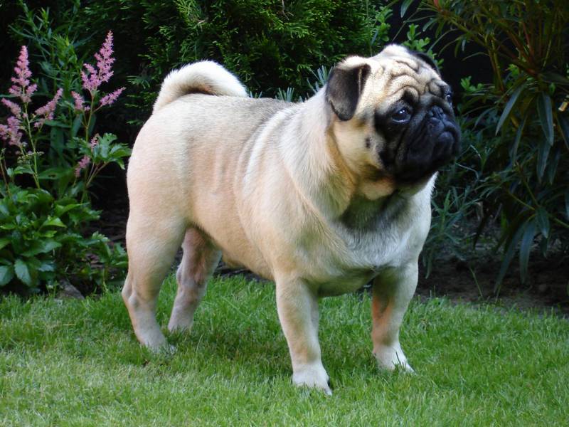 מראה גזע הכלבים פאג