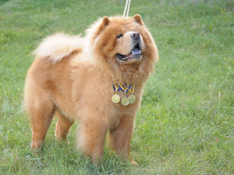 תיאור גזע הכלבים צ'או צ'או