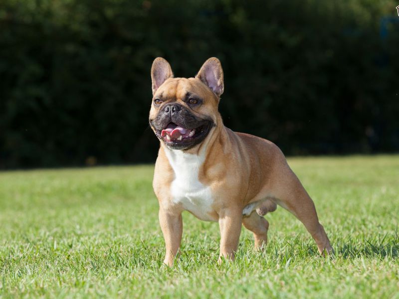 מאפייני גזע הבולדוג הצרפתי