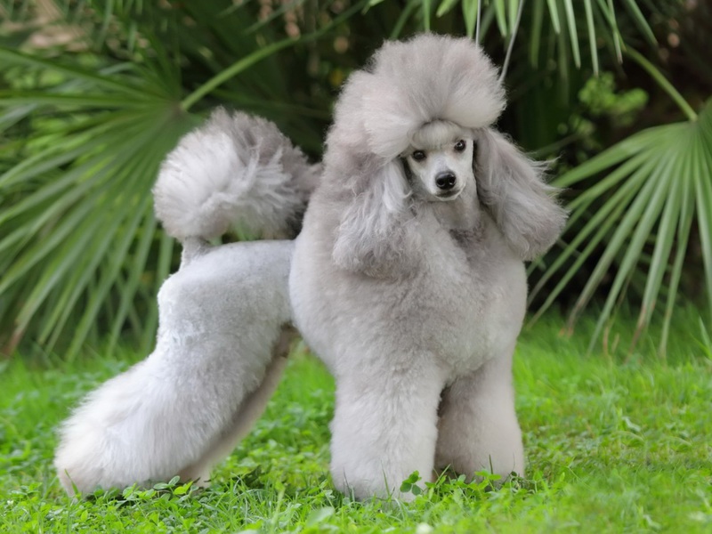 מאפייני מראה של כלבי פודל