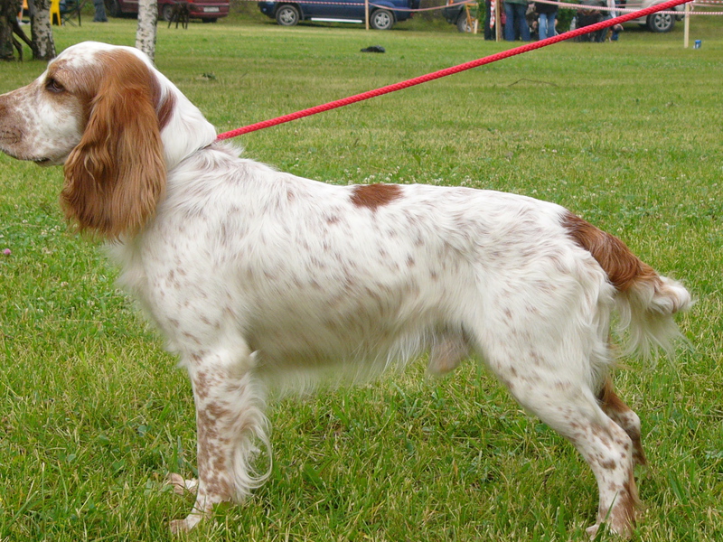 מאפייני גזע הספניאל הציד הרוסי