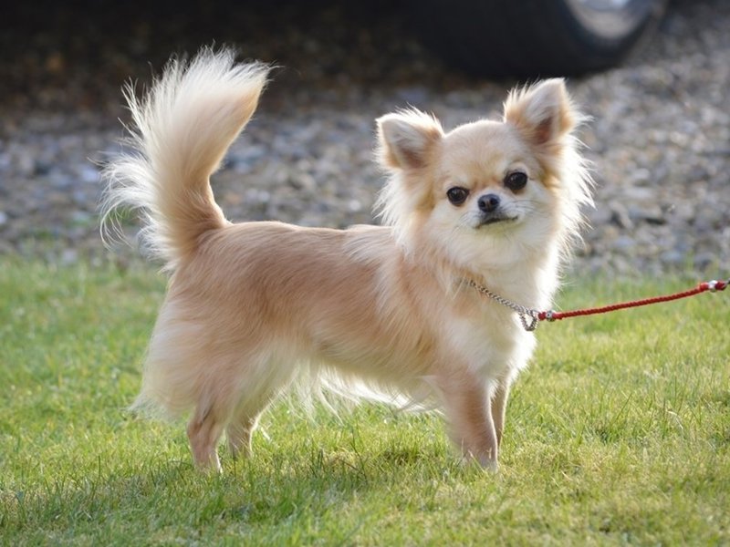 תיאור גזע הכלבים הקטן צ'יוואווה