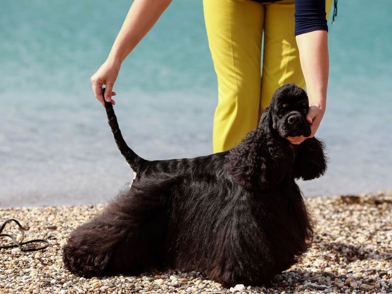 תיאור אופייני של קוקר ספניאל אמריקאי