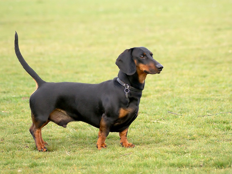 מאפייני גזע הכלבים דקסהונד