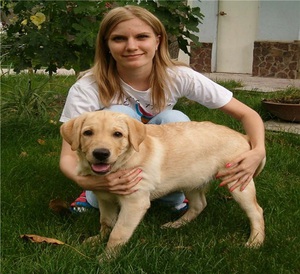 תיאור הכללים הבסיסיים לבחירת כלב