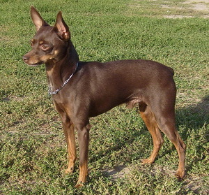 מאפייני גזעי כלבים דקורטיביים