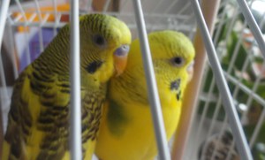 איך תוכי מצייץ