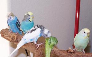 על מה שרים תוכים? תוכי מצייץ