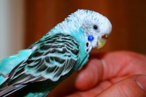 טיפול בבוגדריגר איך תוכי שר?