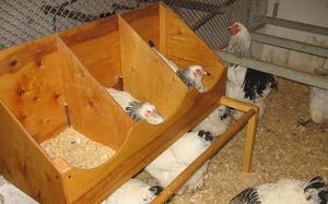 איך לבנות קינים