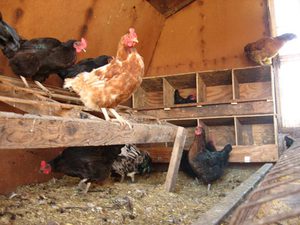 בית לתרנגולות מטילות