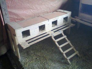 בית לתרנגולת מטילה