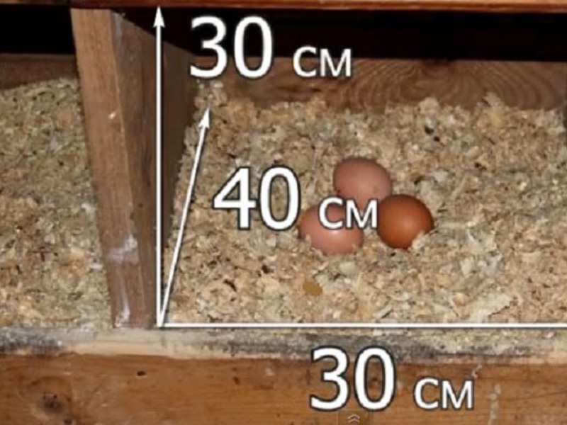 קינים לתרנגולות