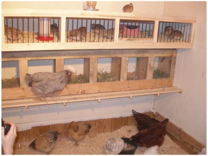 קן עם אספן ביצים