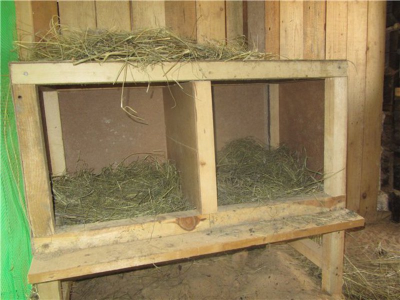 קן תרנגולות עם אספן ביצים