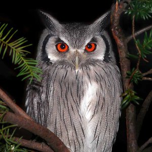 מאפיינים חיצוניים של ינשוף הנשר והינשוף