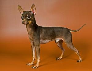 טוי טרייר: סוגים עיקריים וטיפול בטוי טרייר רוסי