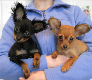 דמות טויטרבייר מזג של כלב צעצוע טרייר