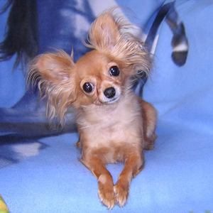 קניית גור טוי טרייר מה להאכיל כלב צעצוע טרייר