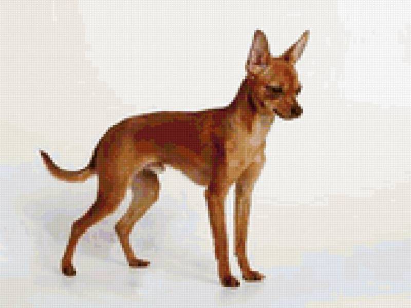 טרייר רוסית טוי טרייר רוסי ארוך שיער