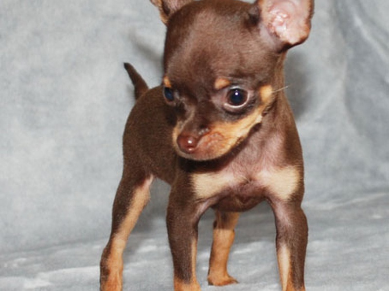 טוי טרייר בצבע בז' סוג הפרווה של טוי טרייר