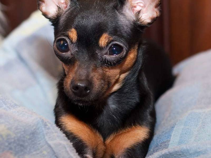 גור טוי טרייר גור טוי טרייר