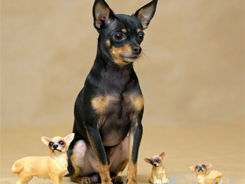 מאפיינים של טוי טרייר טוי טרייר בצבע בז'