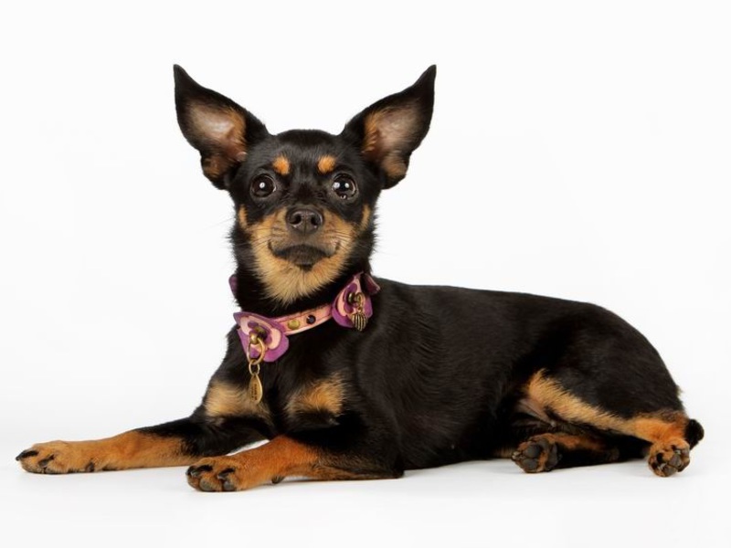 תיאור גזע טוי טרייר טוי טרייר רוסי ארוך שיער