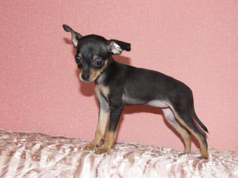 איך להאכיל כלבי צעצוע טרייר טיולים וטיפוח של כלבי טרייר