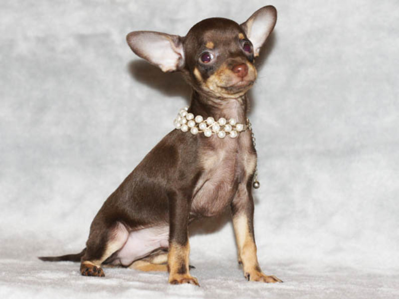 אופי גזעי כלבים מאפייני גזע טוי טרייר