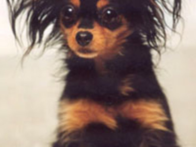 טרייר רוסית תיאור גזע טוי טרייר