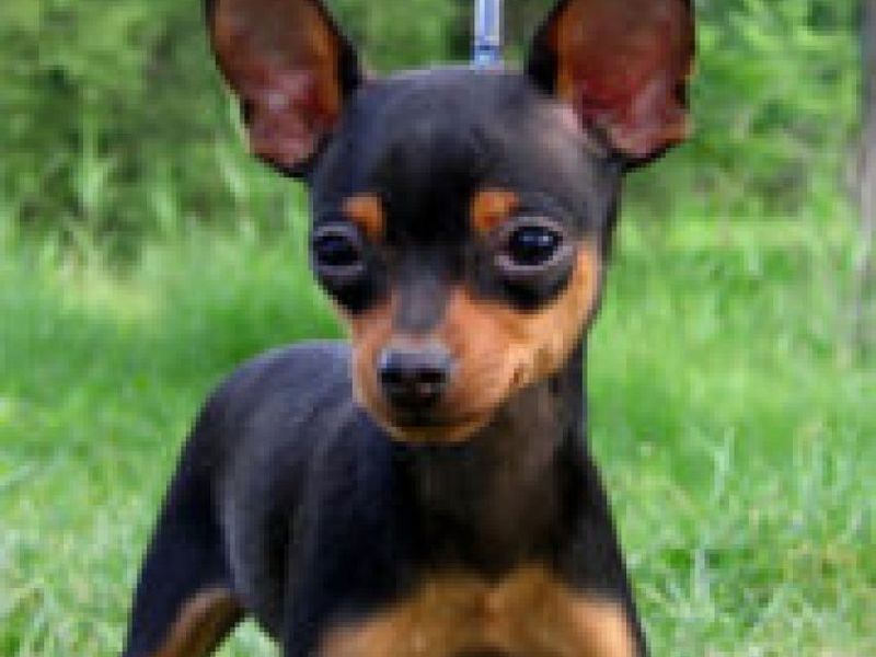 טיפוח טוי טרייר איך לטייל עם כלבי צעצוע טרייר