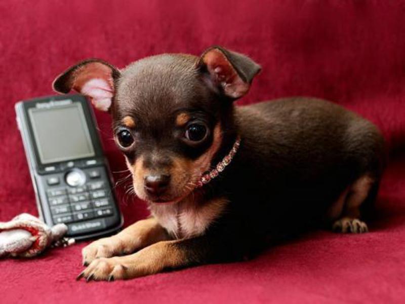 מאפייני גזע מהו אופיו של טוי טרייר?