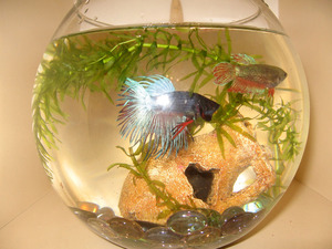 מאפיינים חיצוניים של דג הבטא