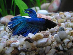 כיצד דגי בטא מתרבים?