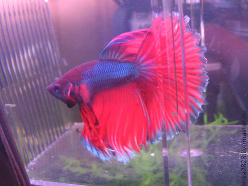 מה להאכיל תרנגולים