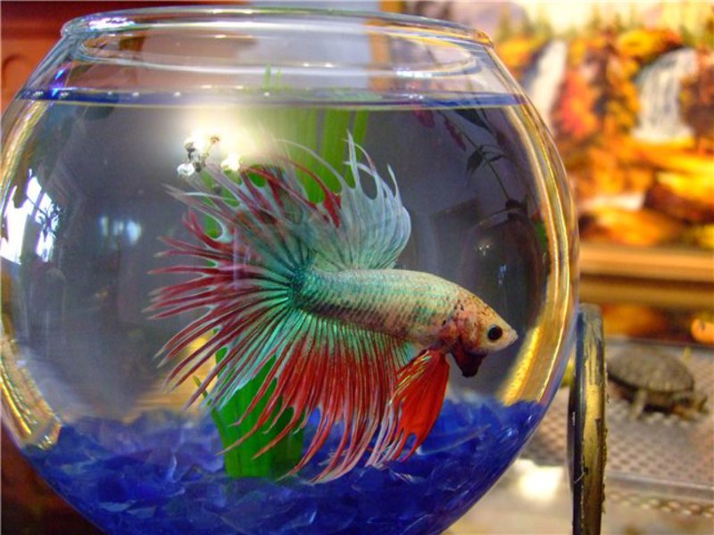 איך נראה דג בטא?