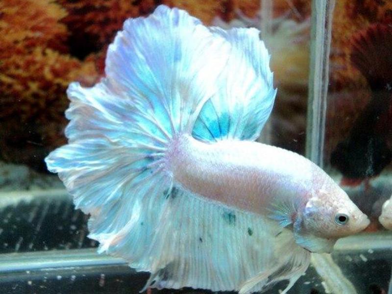 מה אוכל דג בטא?