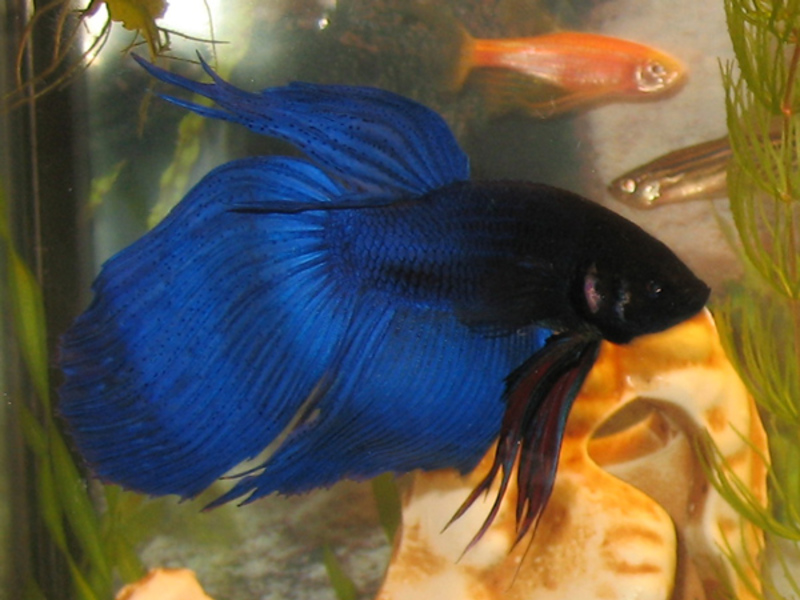 כללים לגידול דגי בטא