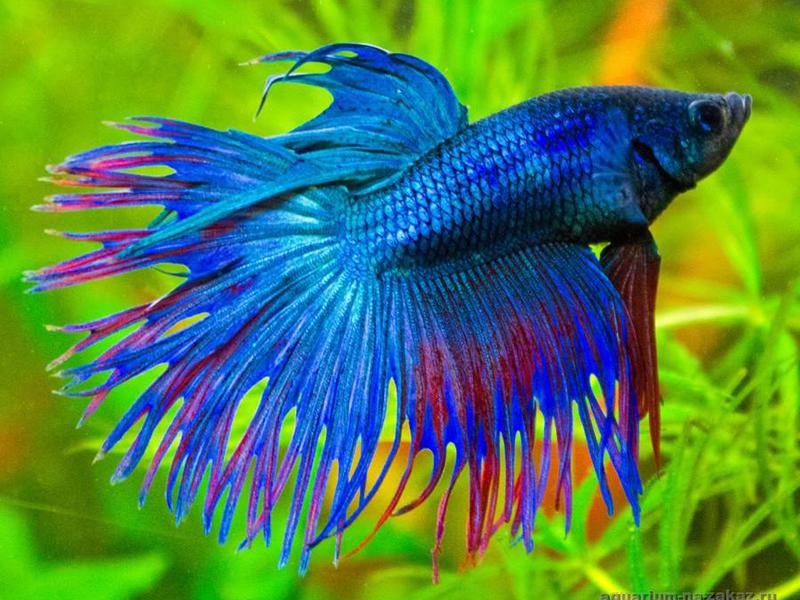 תיאור של דג התרנגול