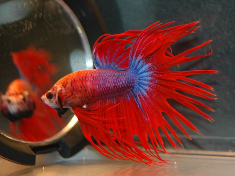 כיצד דגי תרנגול מתרבים?