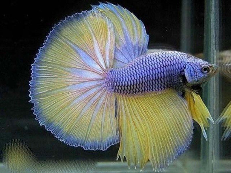 צבע הדג הוא תרנגול