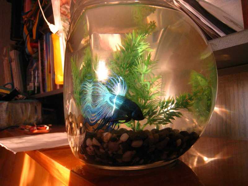 איך לטפל בדג בטא