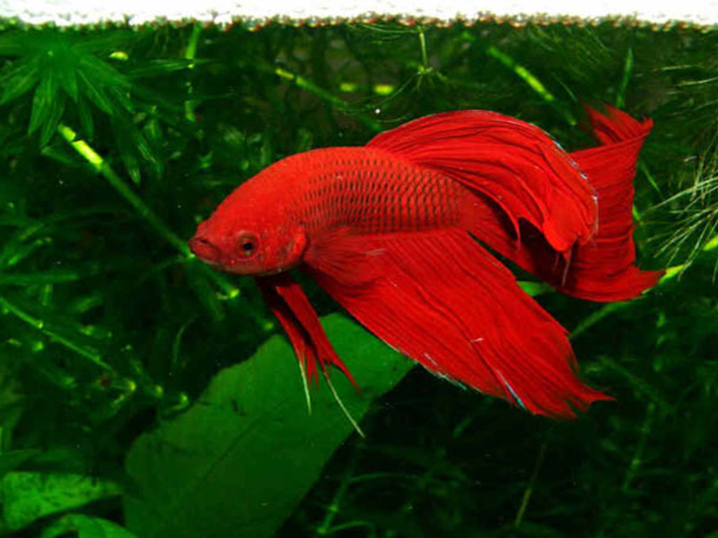 כללים לגידול תרנגולים