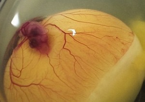 אובוסקפיה והתפתחות עוברים עובר בביצית - שלבי התפתחות